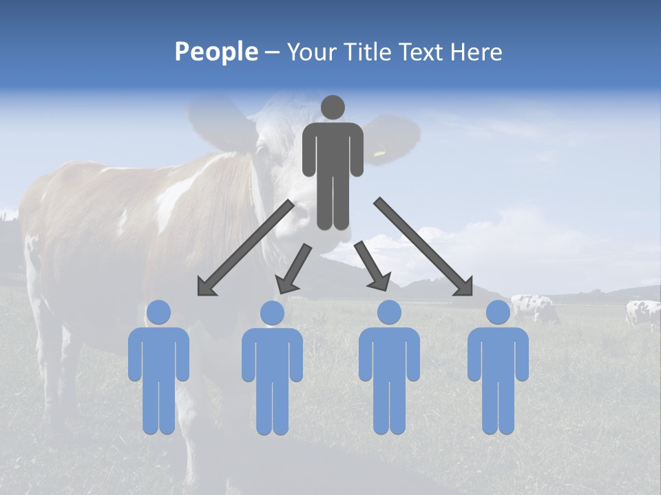 A Brown And White Cow Standing On Top Of A Lush Green Field PowerPoint Template