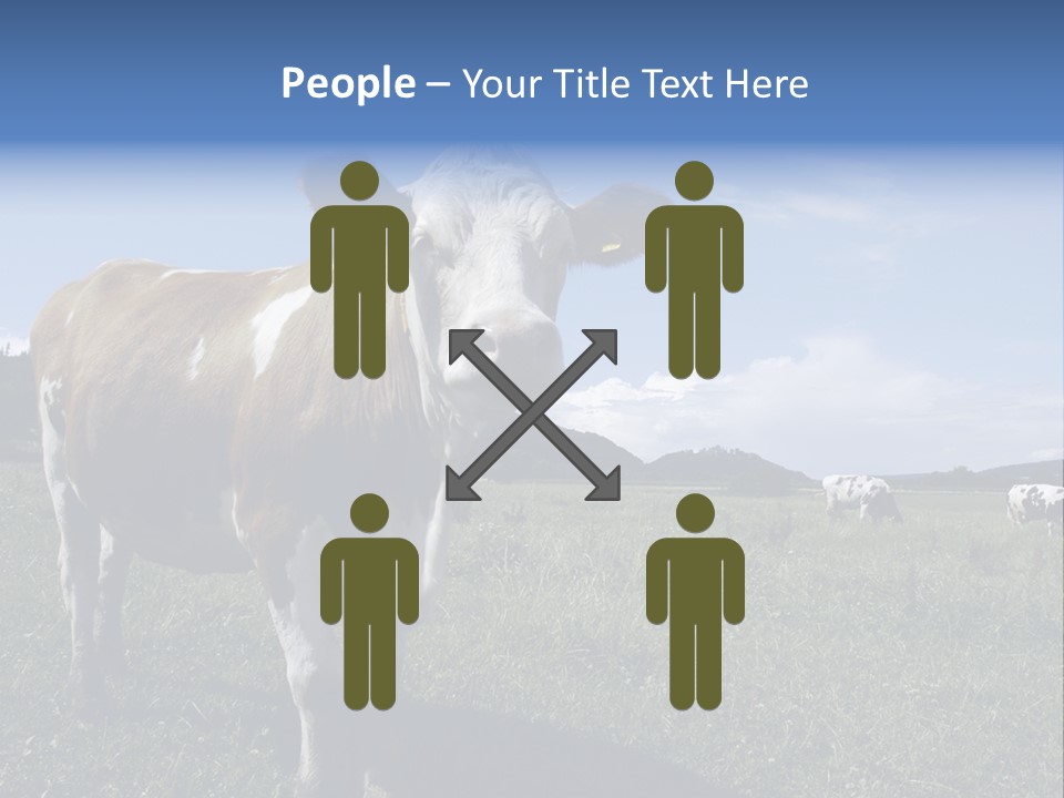 A Brown And White Cow Standing On Top Of A Lush Green Field PowerPoint Template
