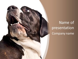A Black And White Dog With His Mouth Open PowerPoint Template