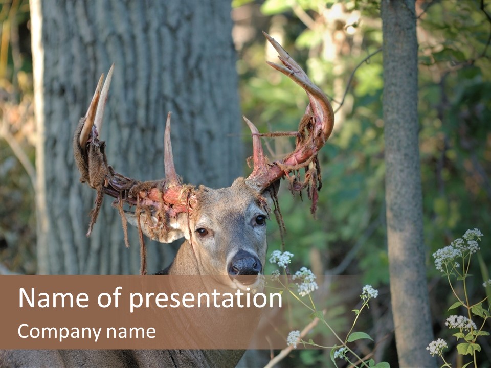 A Deer With Antlers Is Standing In The Woods PowerPoint Template