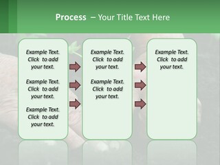 A Person Holding A Plant In Their Hands PowerPoint Template
