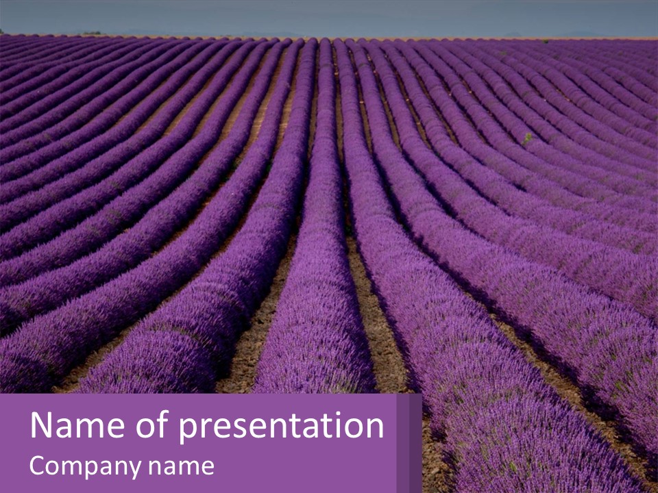Lavender Field PowerPoint Template