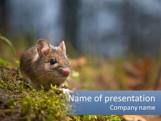 A Mouse Sitting On Top Of A Moss Covered Ground PowerPoint Template