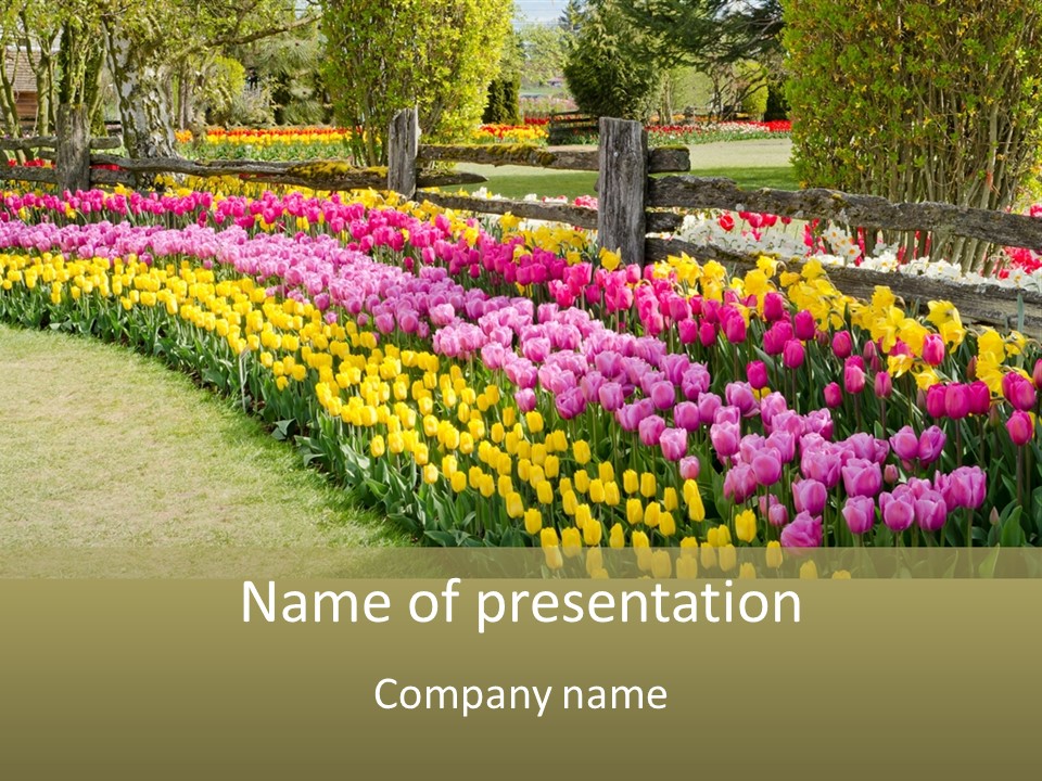 A Field Of Flowers With A Fence In The Background PowerPoint Template