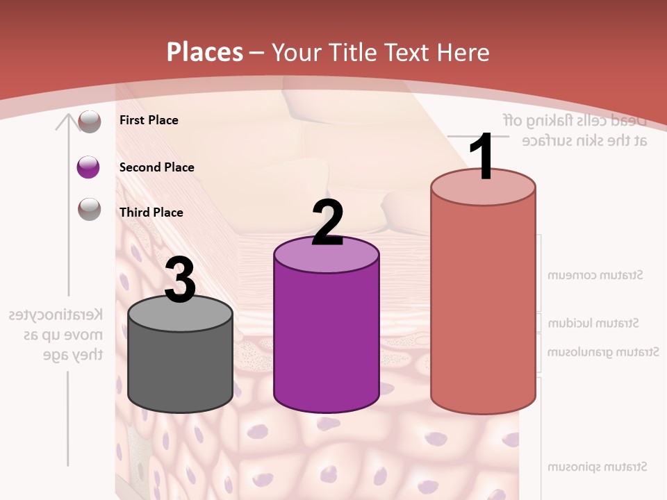A Diagram Of The Structure Of The Skin PowerPoint Template