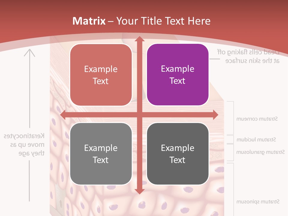 A Diagram Of The Structure Of The Skin PowerPoint Template
