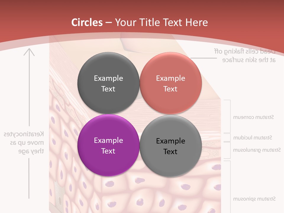 A Diagram Of The Structure Of The Skin PowerPoint Template