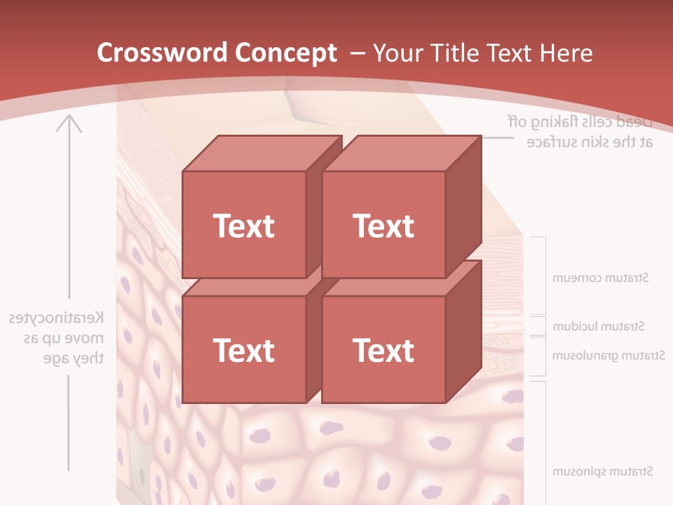 A Diagram Of The Structure Of The Skin PowerPoint Template
