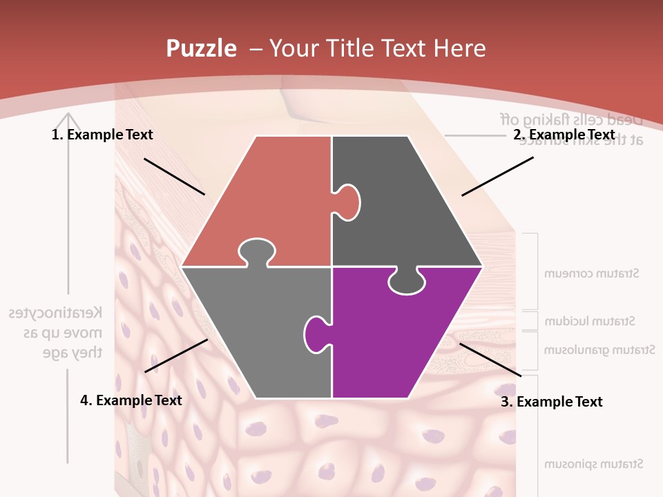 A Diagram Of The Structure Of The Skin PowerPoint Template