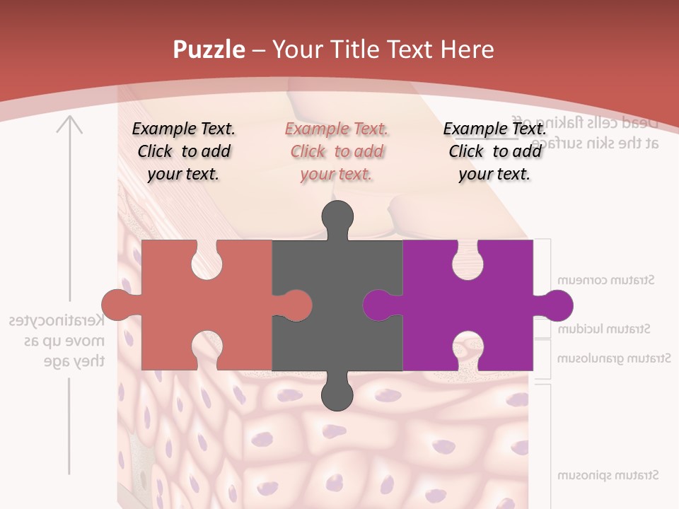 A Diagram Of The Structure Of The Skin PowerPoint Template