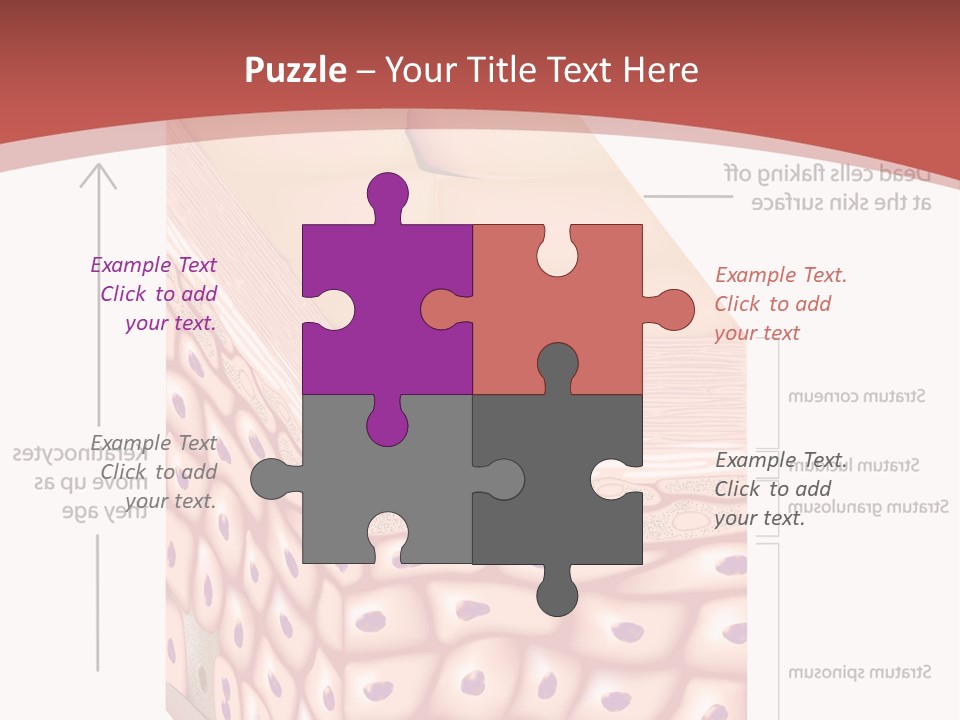 A Diagram Of The Structure Of The Skin PowerPoint Template