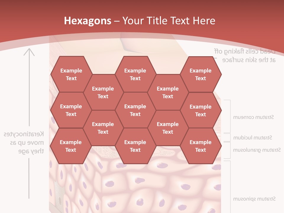 A Diagram Of The Structure Of The Skin PowerPoint Template