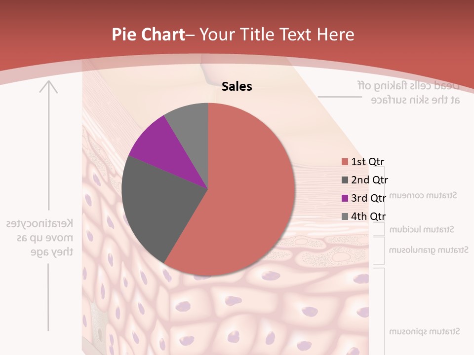 A Diagram Of The Structure Of The Skin PowerPoint Template