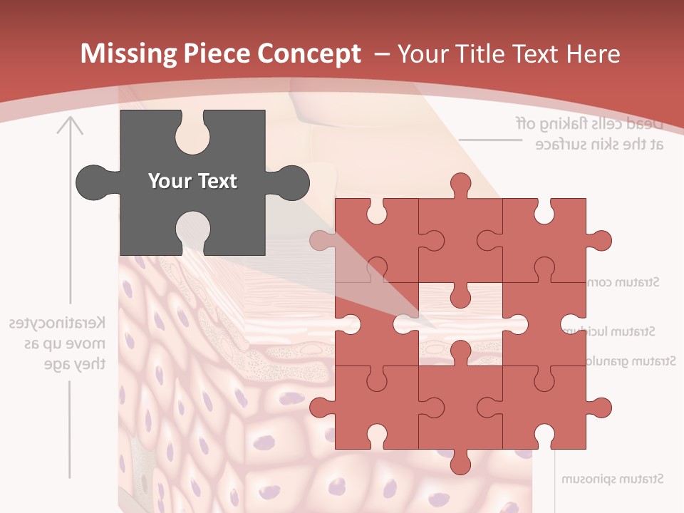 A Diagram Of The Structure Of The Skin PowerPoint Template