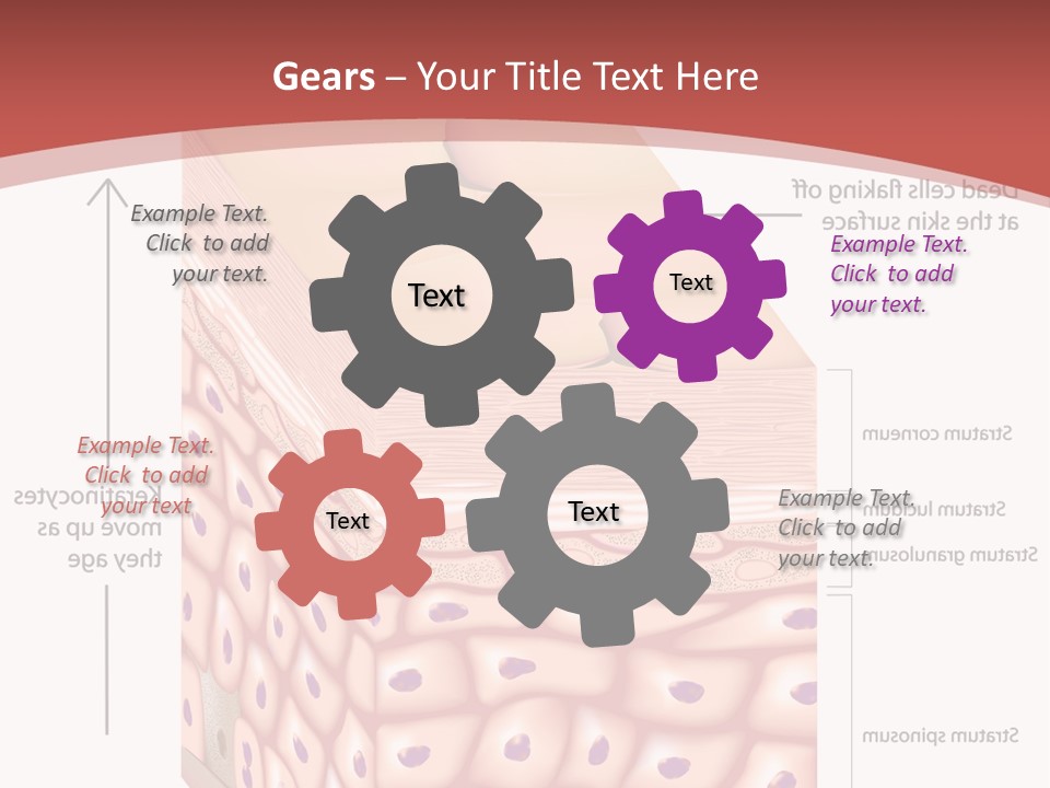 A Diagram Of The Structure Of The Skin PowerPoint Template