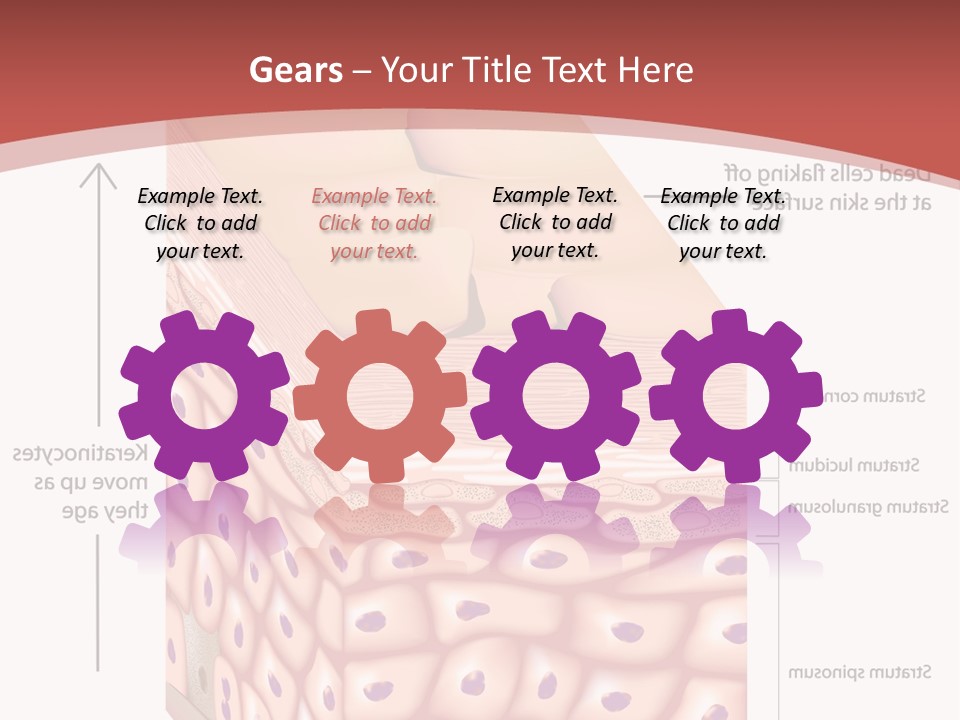 A Diagram Of The Structure Of The Skin PowerPoint Template