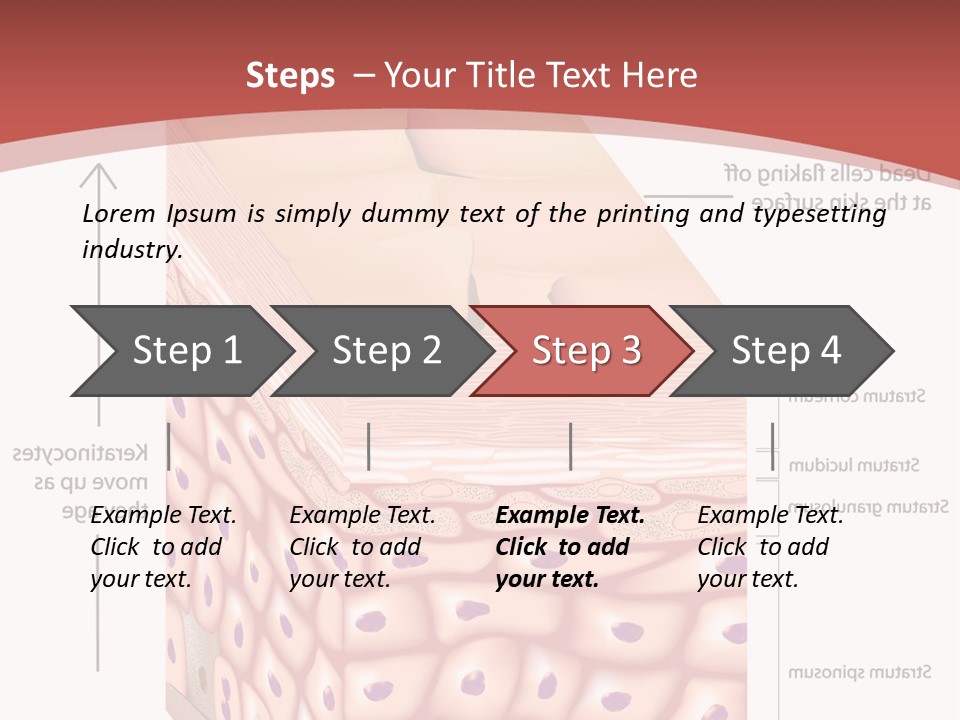A Diagram Of The Structure Of The Skin PowerPoint Template