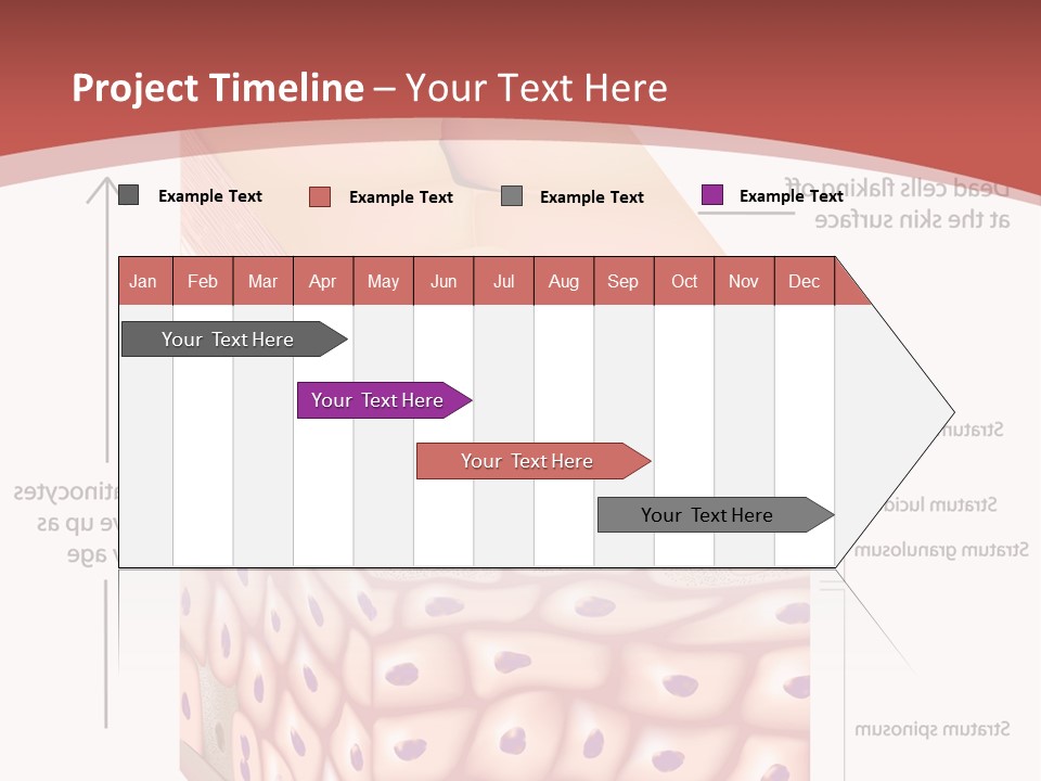 A Diagram Of The Structure Of The Skin PowerPoint Template