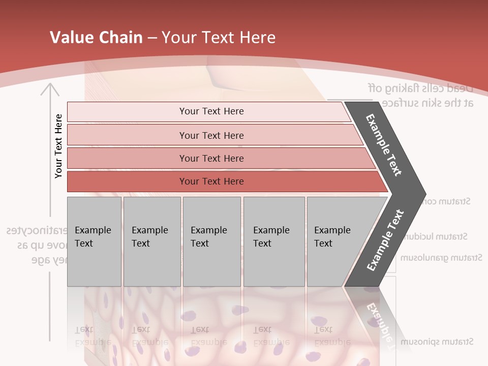 A Diagram Of The Structure Of The Skin PowerPoint Template