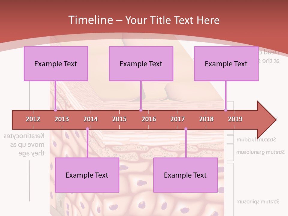 A Diagram Of The Structure Of The Skin PowerPoint Template