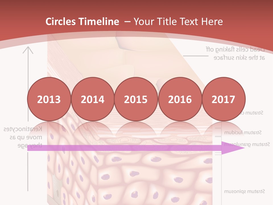 A Diagram Of The Structure Of The Skin PowerPoint Template