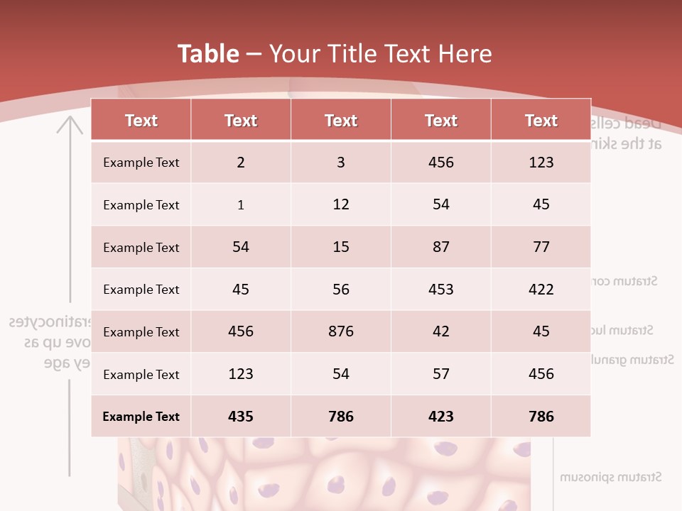 A Diagram Of The Structure Of The Skin PowerPoint Template