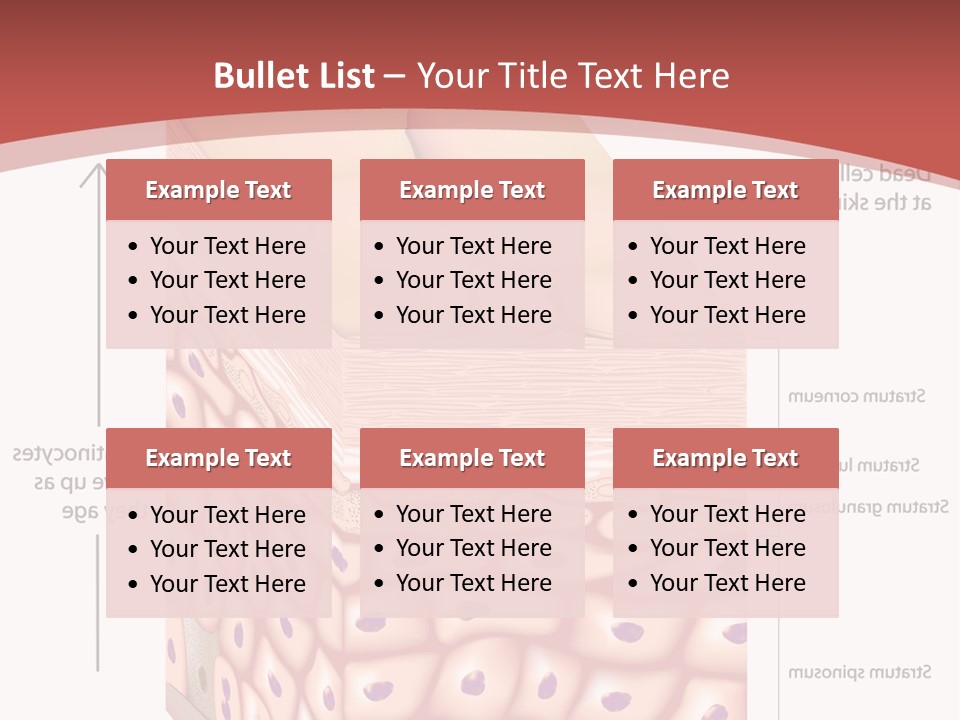 A Diagram Of The Structure Of The Skin PowerPoint Template