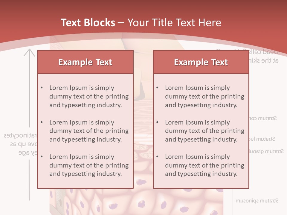 A Diagram Of The Structure Of The Skin PowerPoint Template