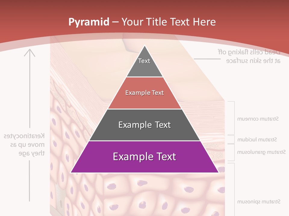 A Diagram Of The Structure Of The Skin PowerPoint Template