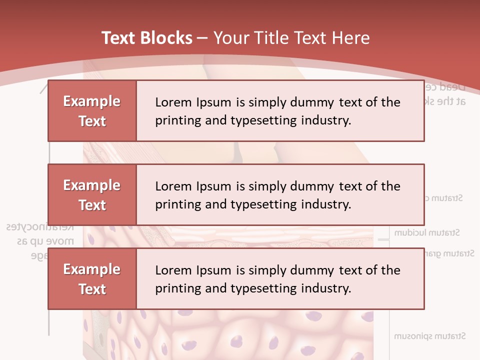 A Diagram Of The Structure Of The Skin PowerPoint Template