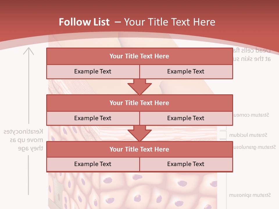 A Diagram Of The Structure Of The Skin PowerPoint Template
