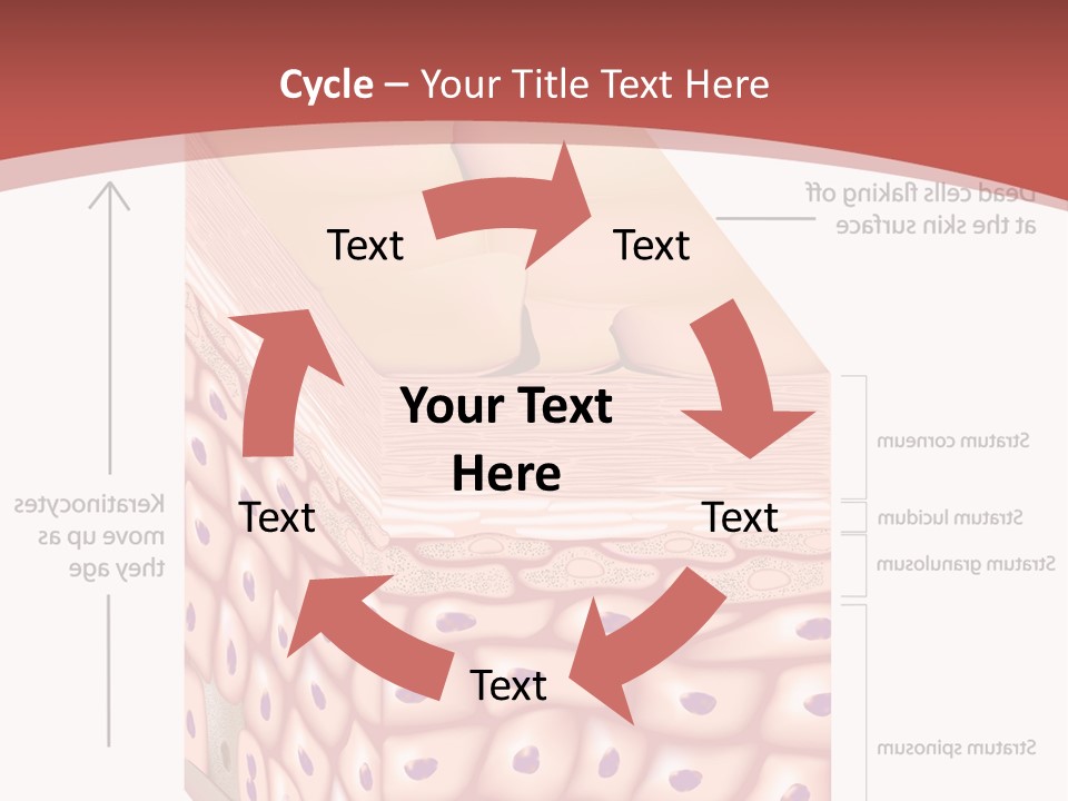 A Diagram Of The Structure Of The Skin PowerPoint Template