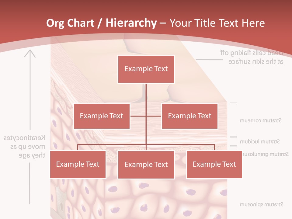 A Diagram Of The Structure Of The Skin PowerPoint Template