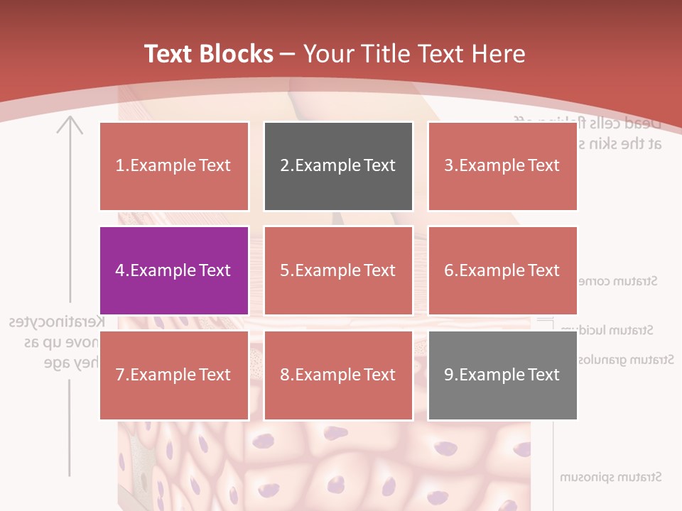 A Diagram Of The Structure Of The Skin PowerPoint Template