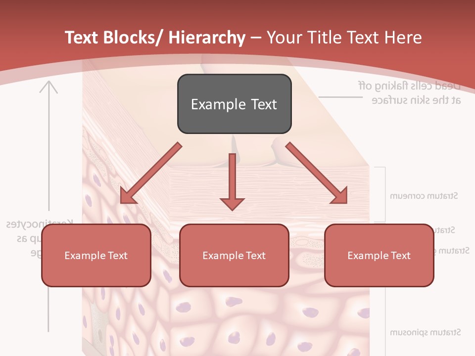 A Diagram Of The Structure Of The Skin PowerPoint Template
