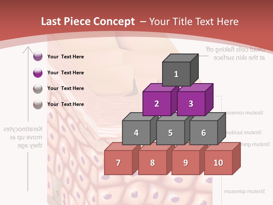 A Diagram Of The Structure Of The Skin PowerPoint Template
