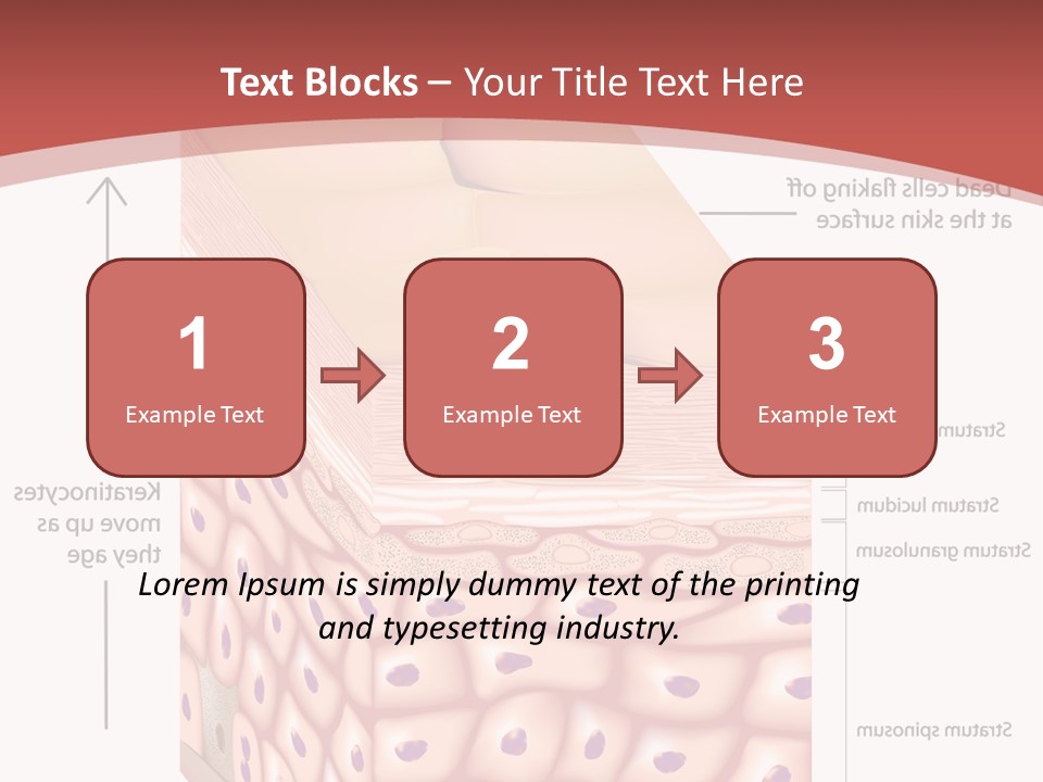 A Diagram Of The Structure Of The Skin PowerPoint Template