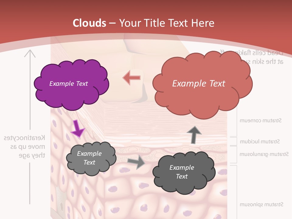 A Diagram Of The Structure Of The Skin PowerPoint Template