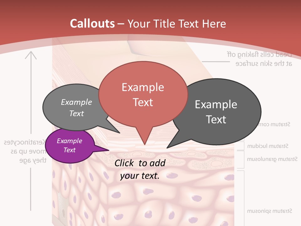 A Diagram Of The Structure Of The Skin PowerPoint Template
