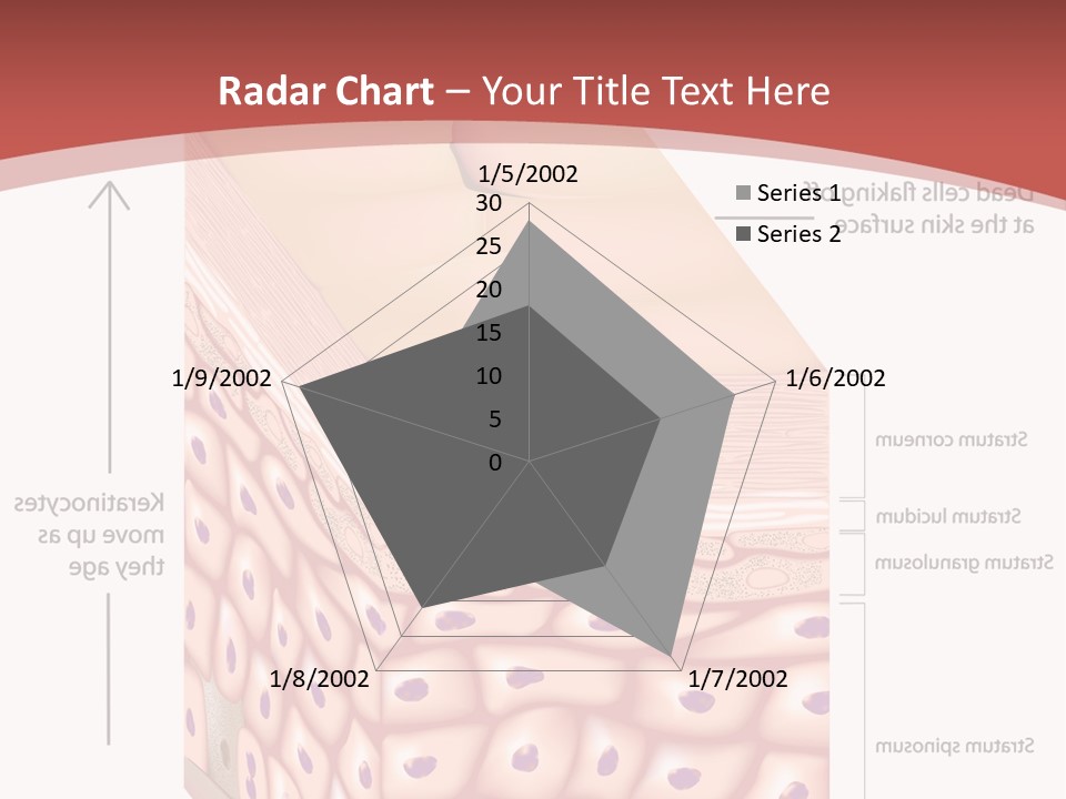 A Diagram Of The Structure Of The Skin PowerPoint Template