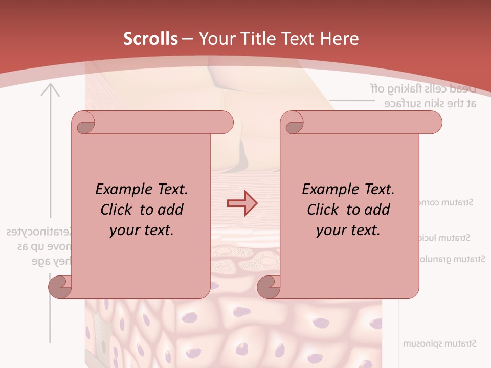 A Diagram Of The Structure Of The Skin PowerPoint Template