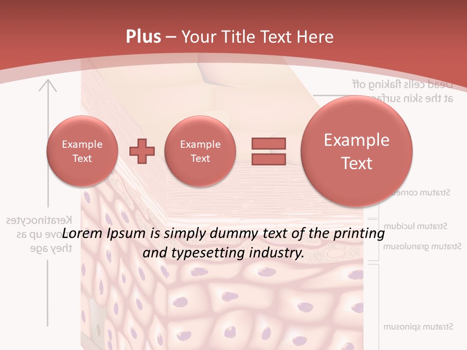 A Diagram Of The Structure Of The Skin PowerPoint Template