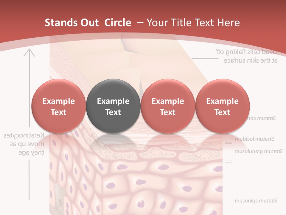 A Diagram Of The Structure Of The Skin PowerPoint Template