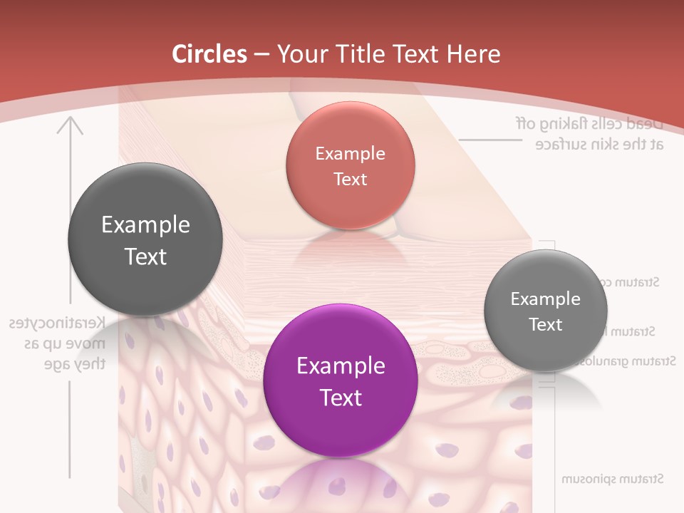 A Diagram Of The Structure Of The Skin PowerPoint Template