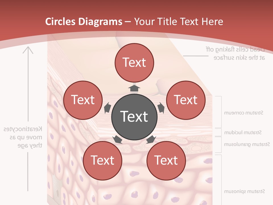A Diagram Of The Structure Of The Skin PowerPoint Template