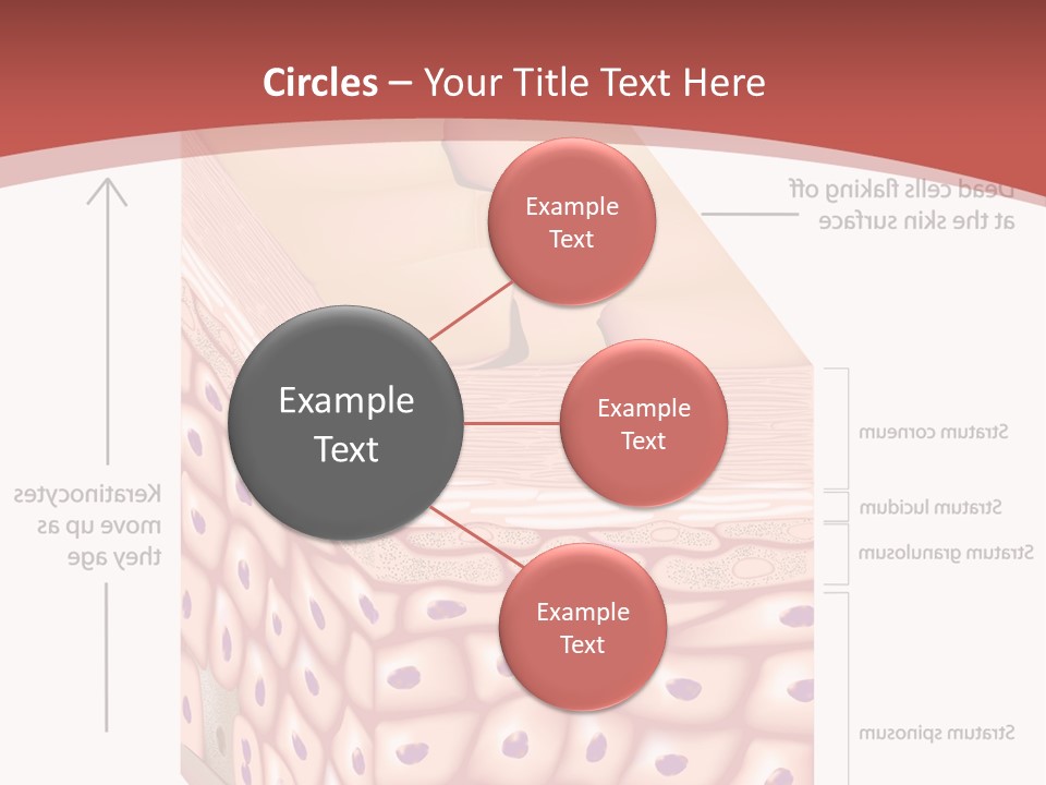 A Diagram Of The Structure Of The Skin PowerPoint Template