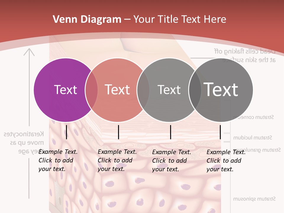 A Diagram Of The Structure Of The Skin PowerPoint Template