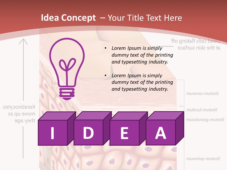 A Diagram Of The Structure Of The Skin PowerPoint Template