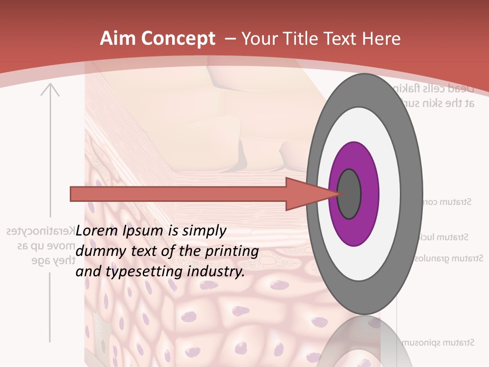 A Diagram Of The Structure Of The Skin PowerPoint Template