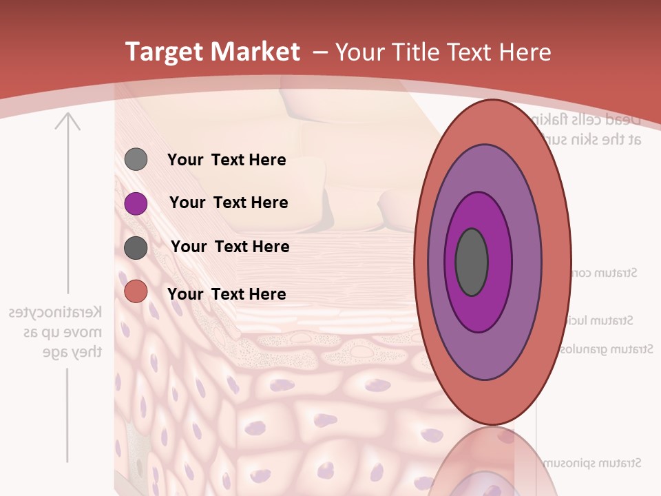 A Diagram Of The Structure Of The Skin PowerPoint Template